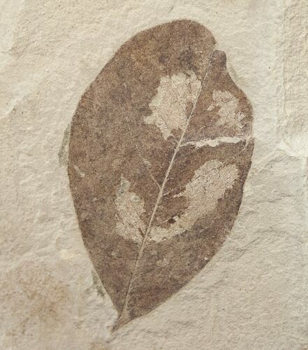 Fossil Leguminosites (Legume) Leaf - Green River Formation #16752